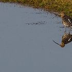 Großer Brachvogel 