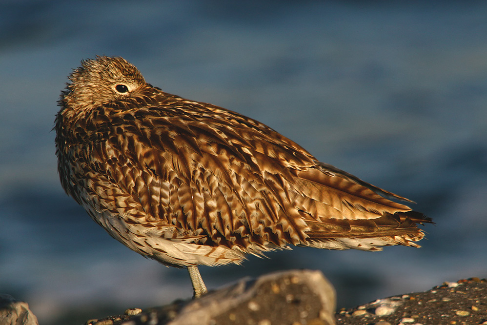 ... großer Brachvogel ...