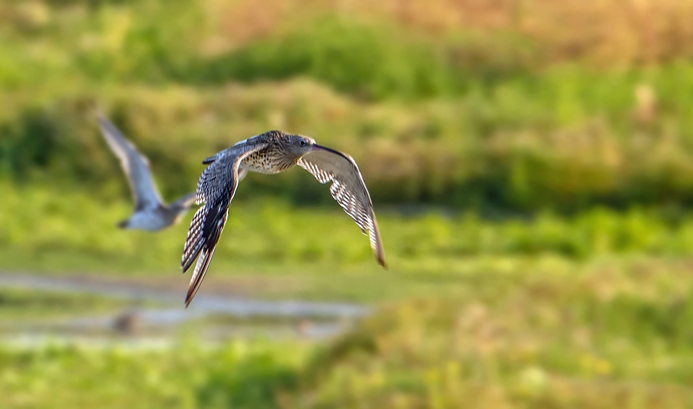 "Großer Brachvogel"