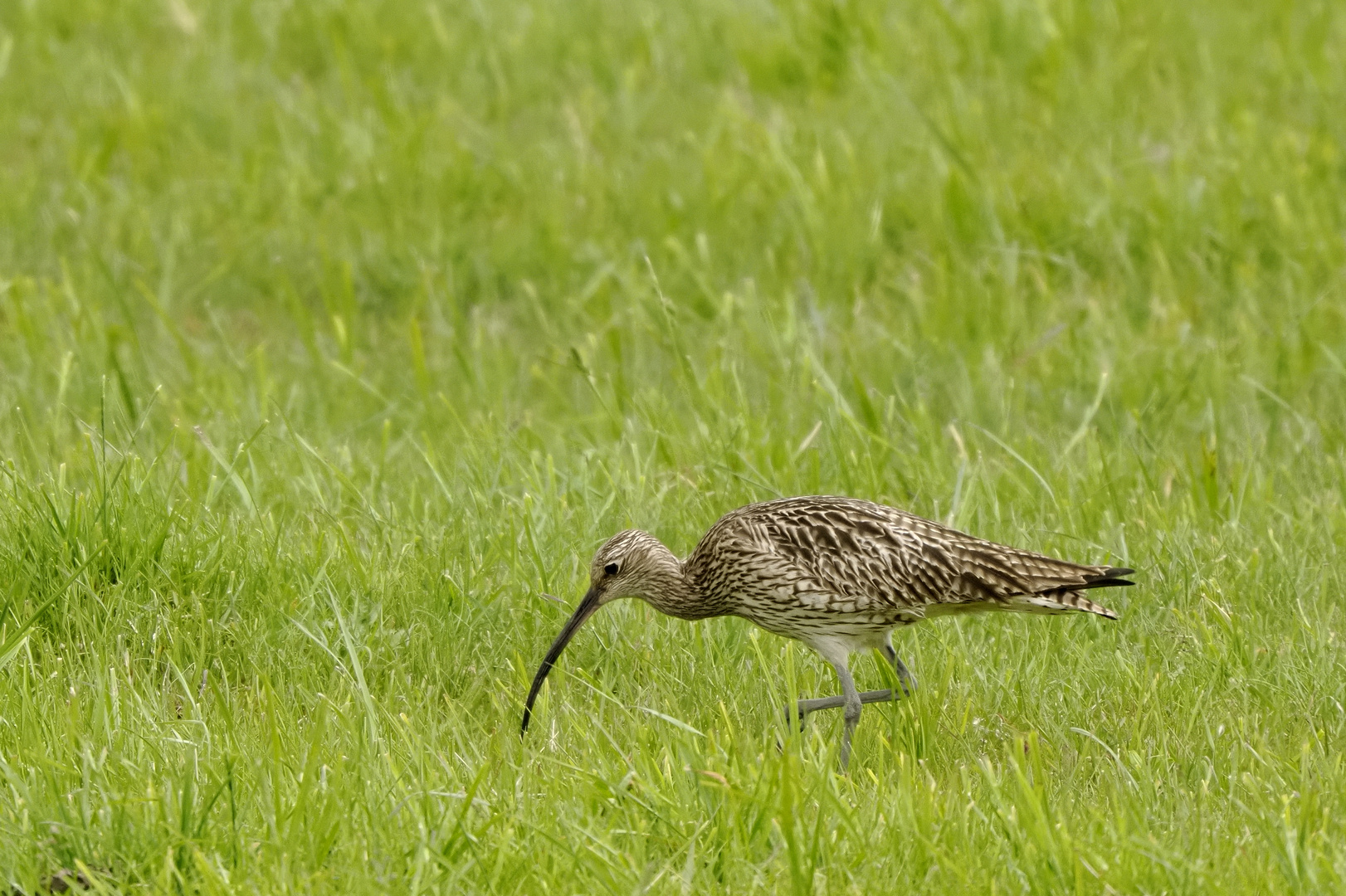 Großer Brachvogel