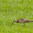 Großer Brachvogel