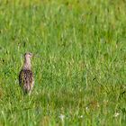 Großer Brachvogel 