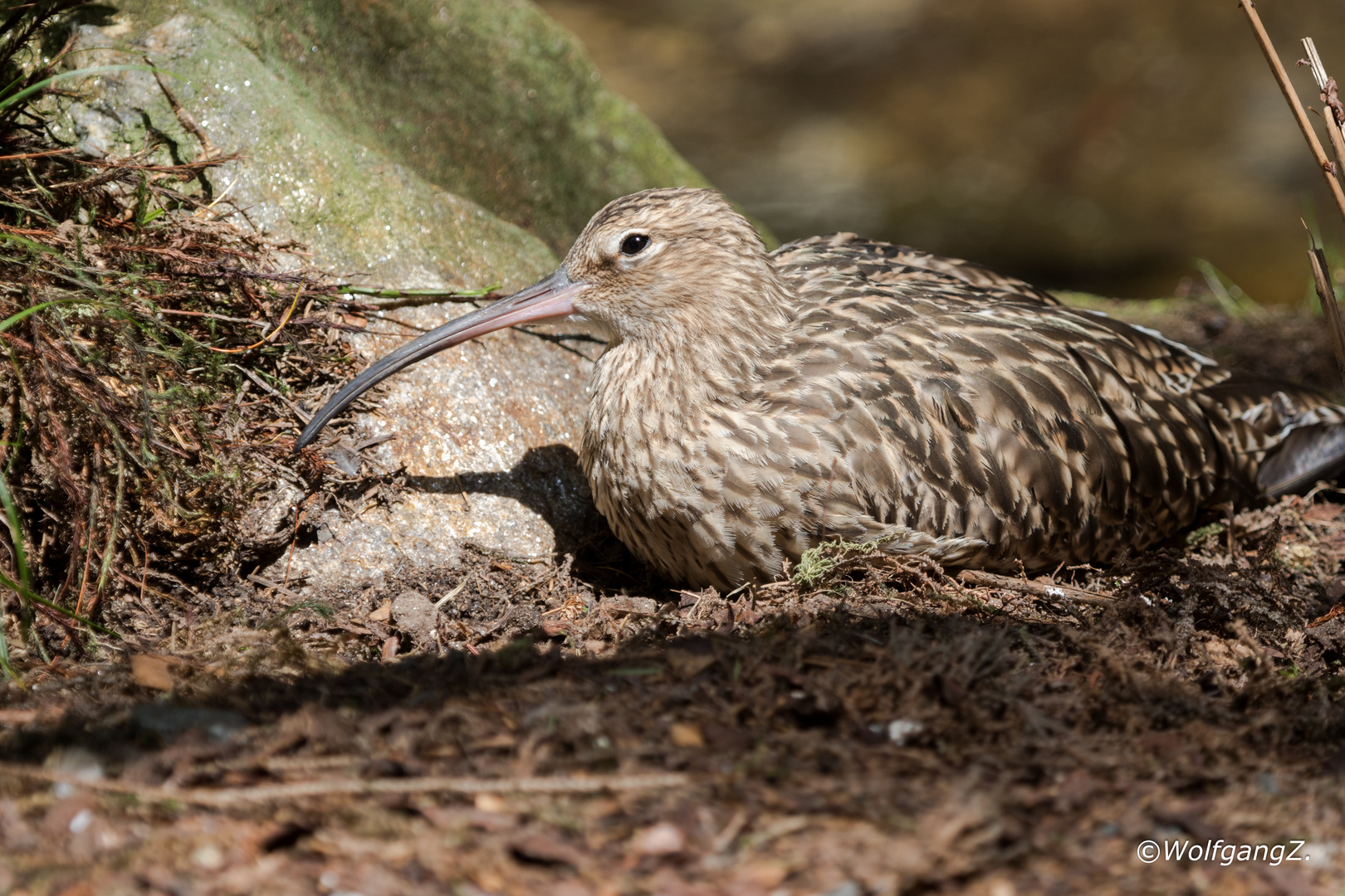 Großer Brachvogel