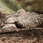 Großer Brachvogel