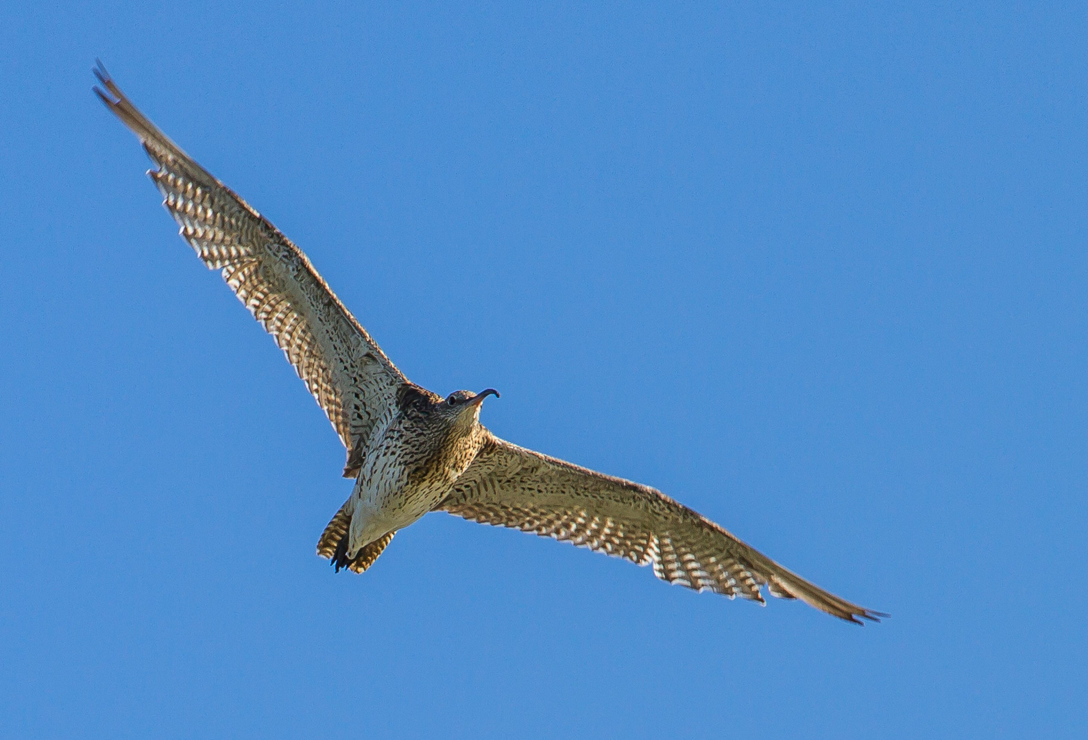 GROSSER BRACHVOGEL