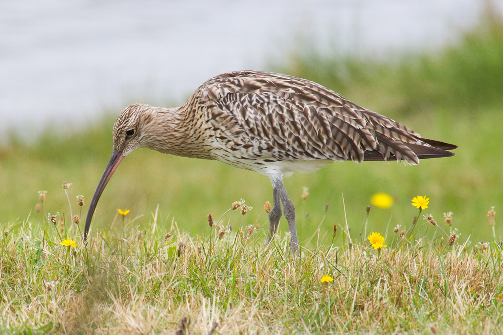 Großer Brachvogel