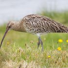 Großer Brachvogel