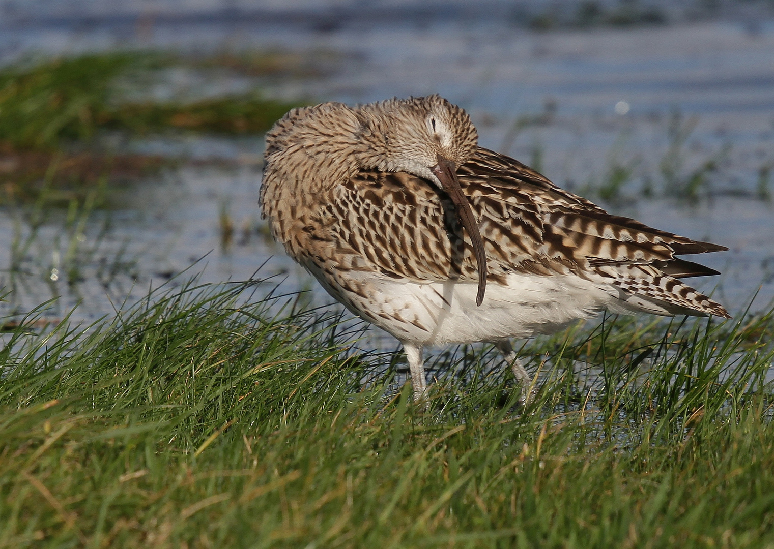  Grosser Brachvogel