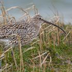 Grosser Brachvogel