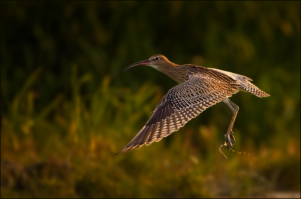 [ Großer Brachvogel ]