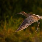 [ Großer Brachvogel ]