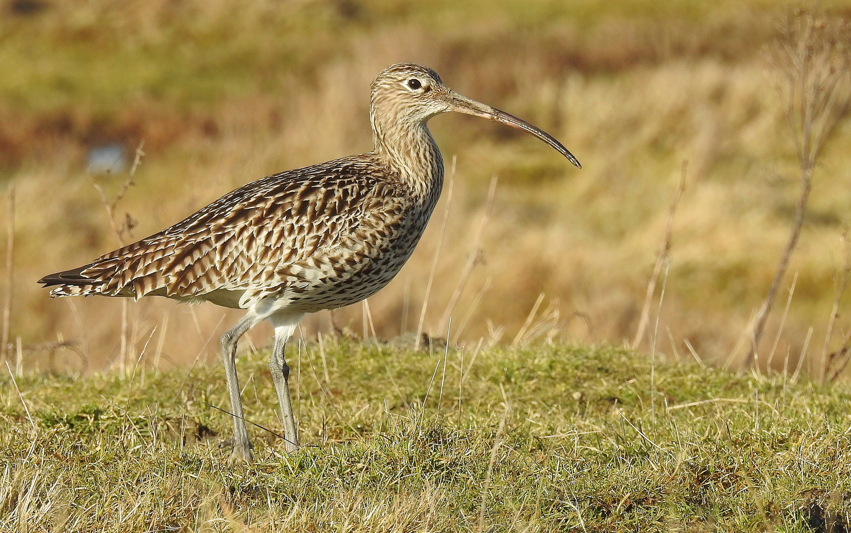 Großer Brachvogel