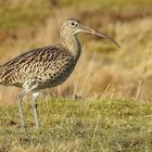 Großer Brachvogel