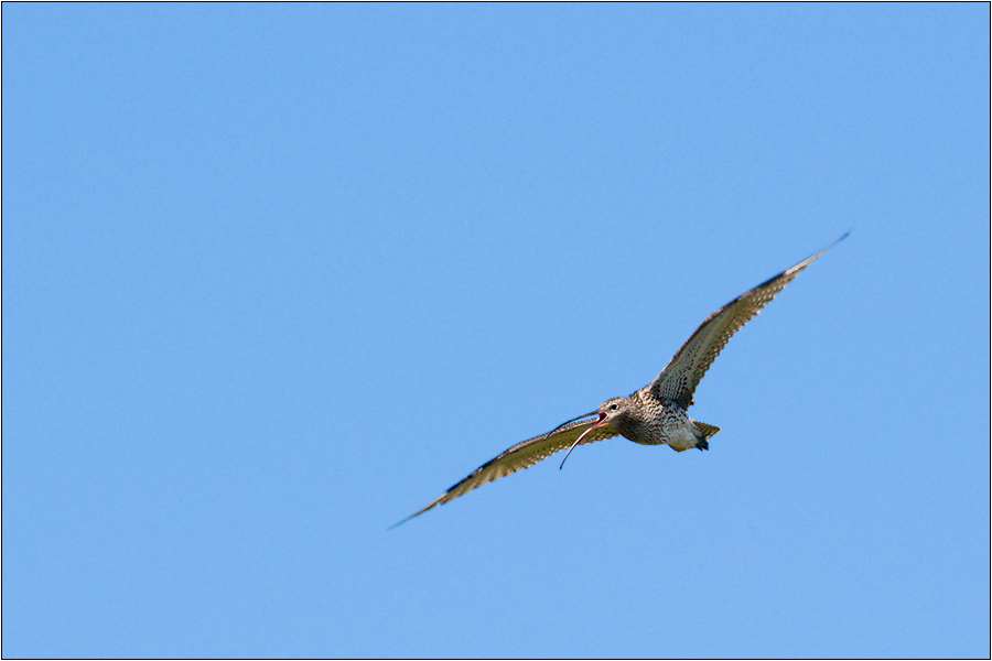 Grosser Brachvogel