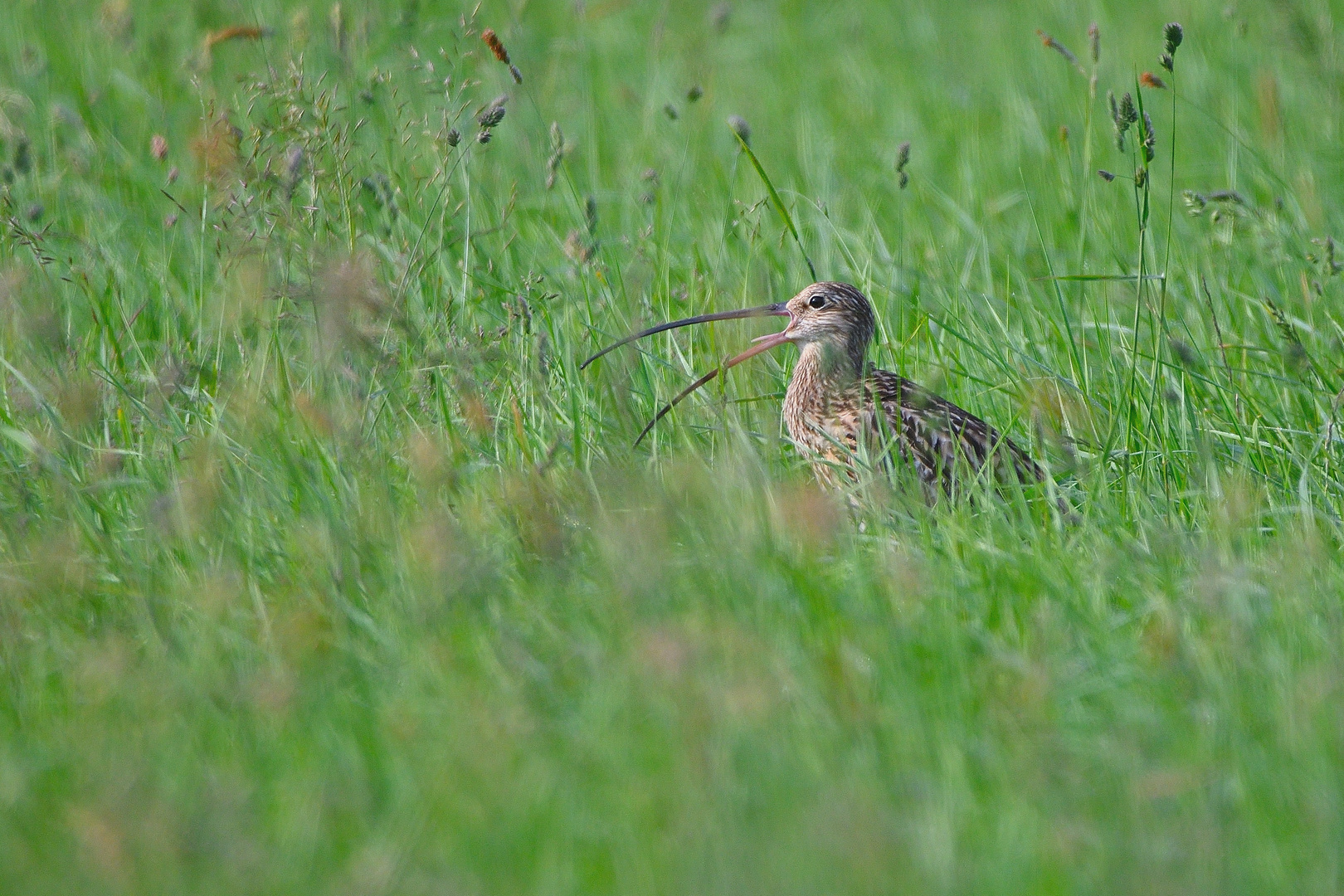 Großer Brachvogel 