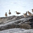 Großer Brachvogel