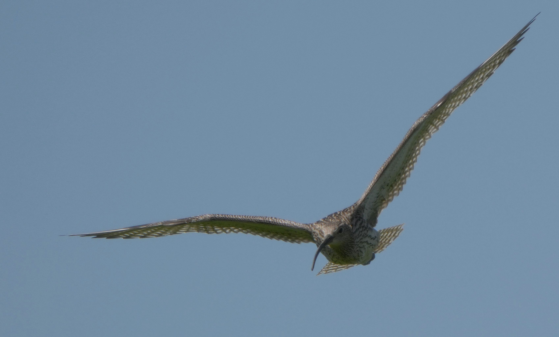 Großer Brachvogel.