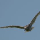 Großer Brachvogel.