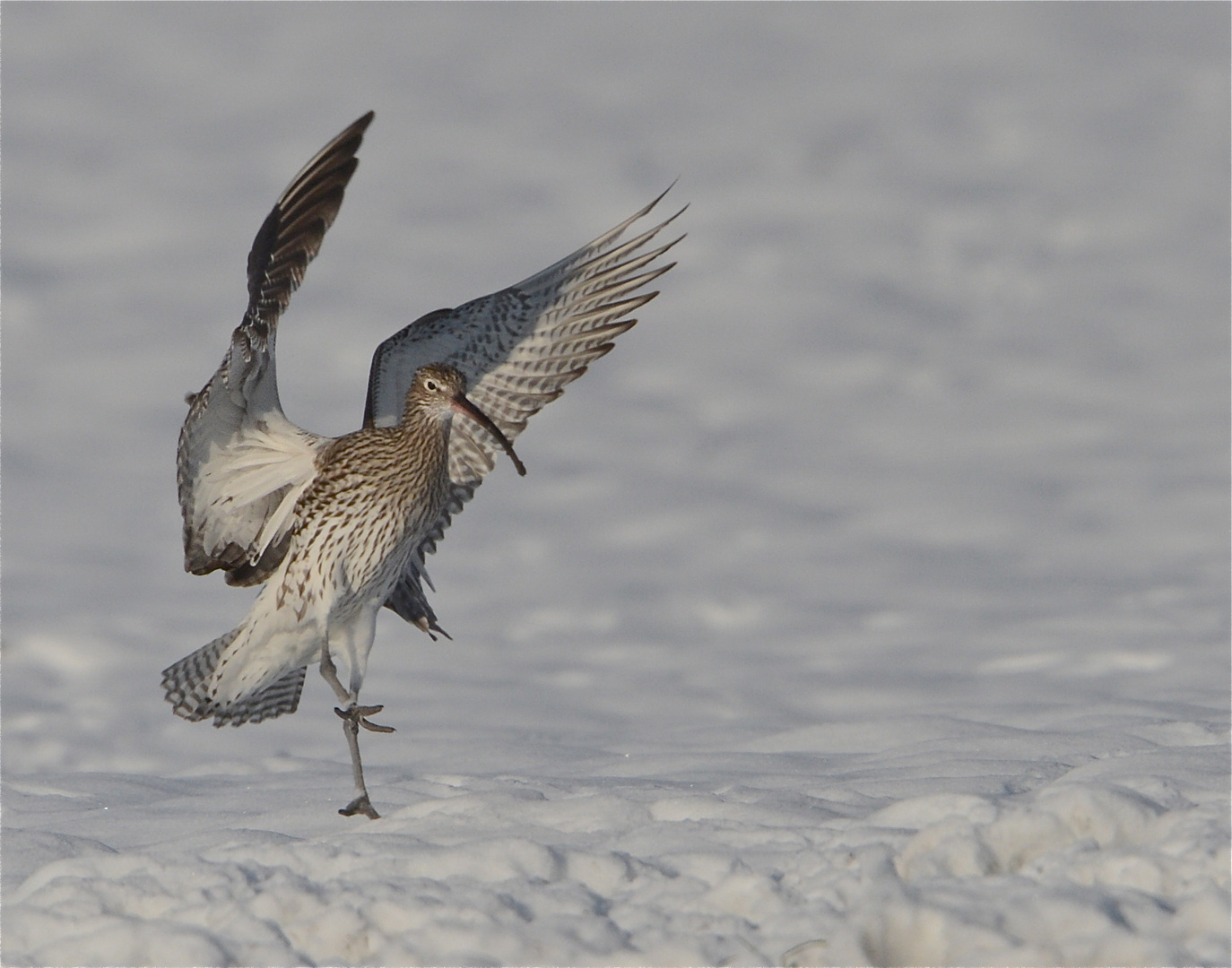 Grosser Brachvogel