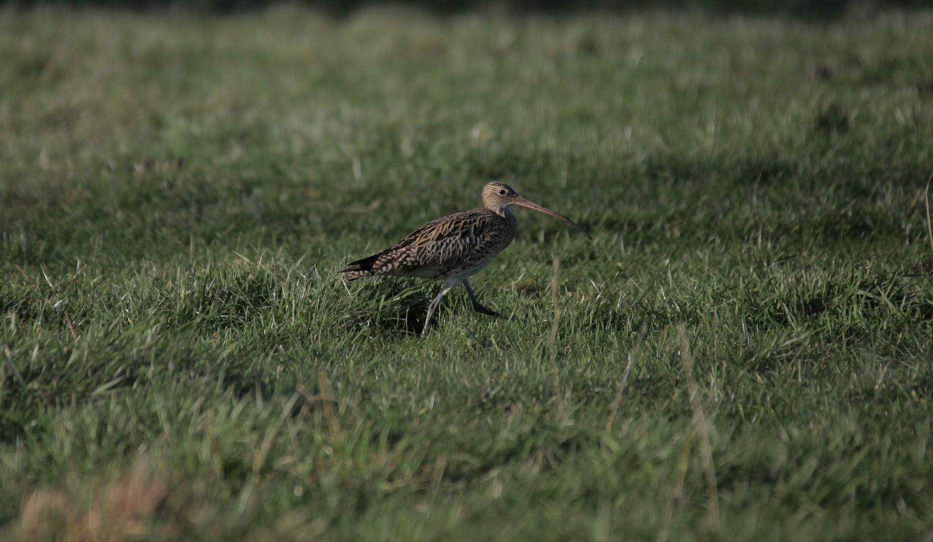 ***Großer Brachvogel***