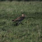 ***Großer Brachvogel***