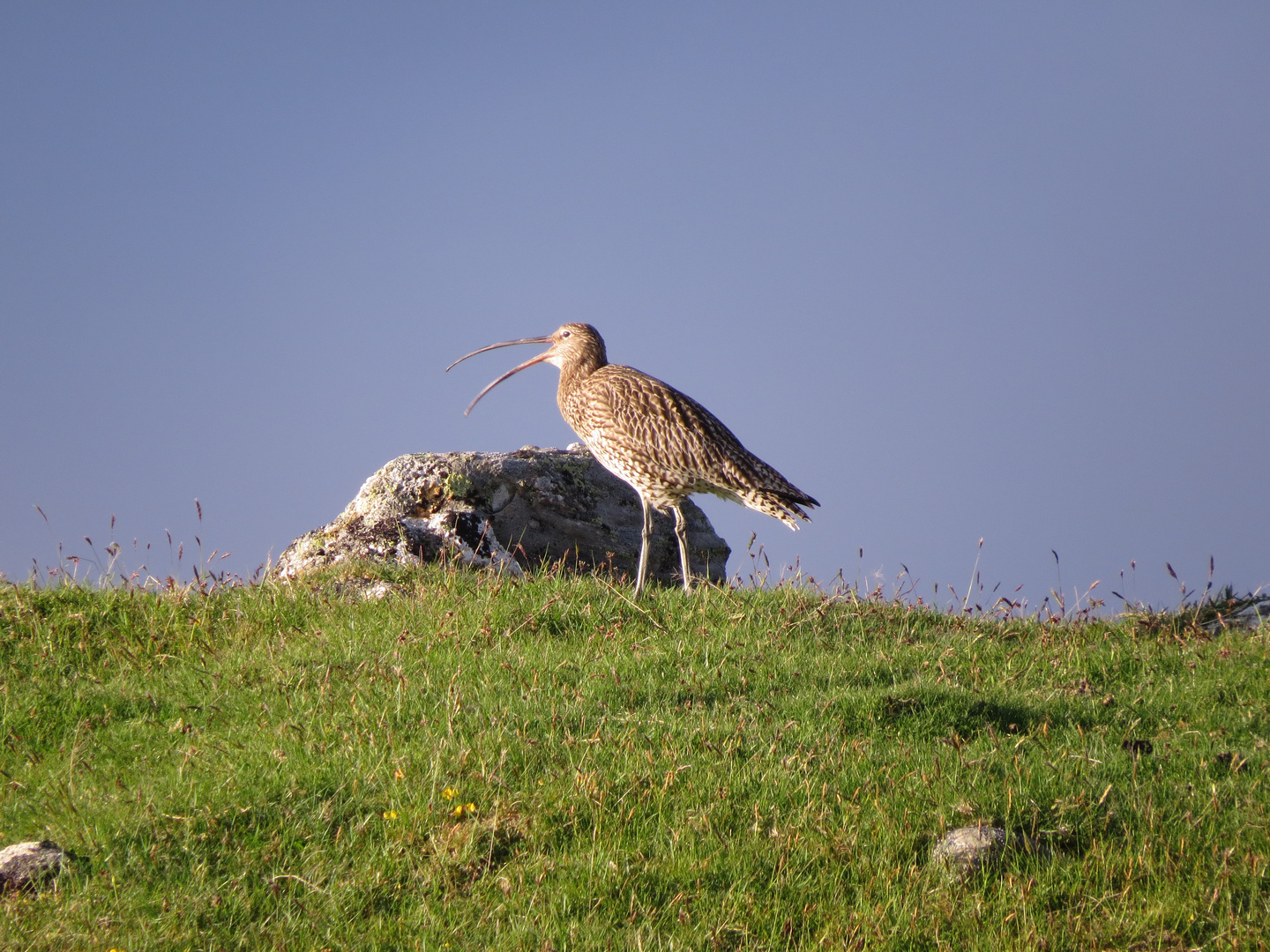 großer-Brachvogel