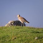 großer-Brachvogel