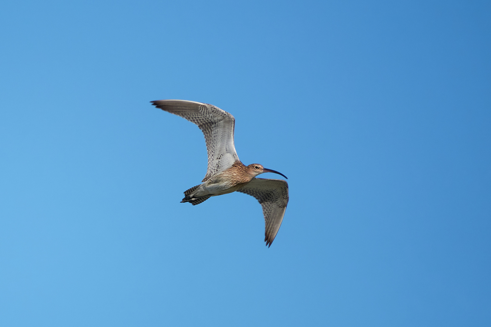 Großer Brachvogel