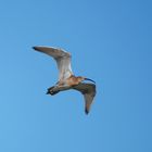 Großer Brachvogel