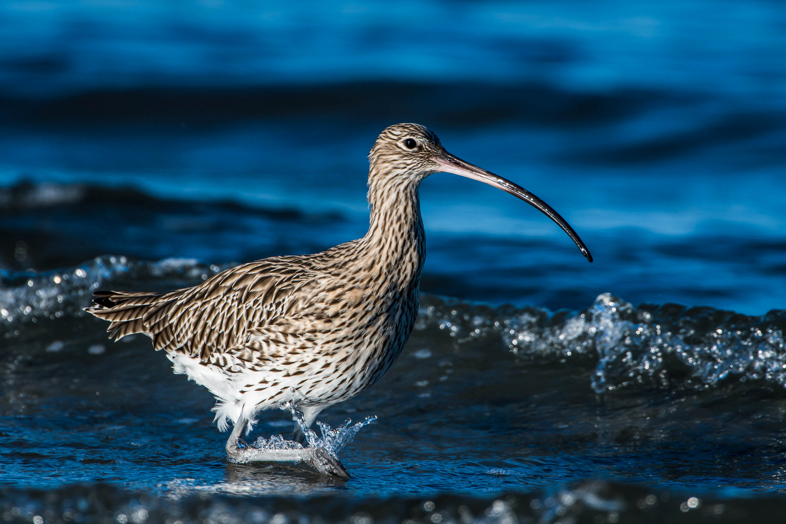 Großer Brachvogel am Ostseestrand II