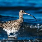 Großer Brachvogel am Ostseestrand II