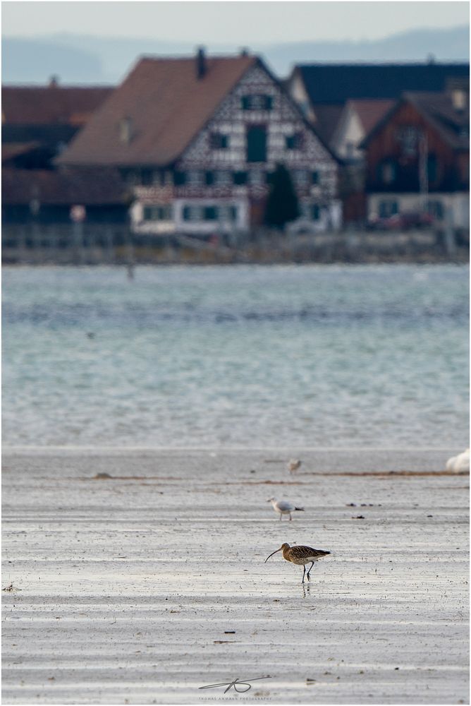 Grosser Brachvogel am Untersee