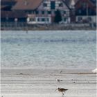 Grosser Brachvogel am Untersee