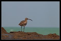 grosser Brachvogel auch in Thailand