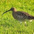 Großer Brachvogel auf Borkum