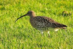 Großer Brachvogel auf Borkum