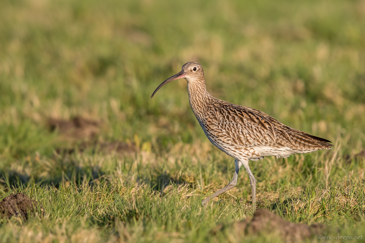 Grosser Brachvogel auf Feuchtwiese