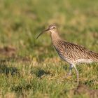 Grosser Brachvogel auf Feuchtwiese