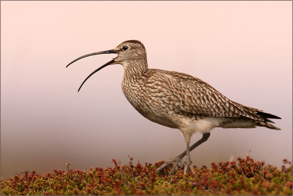 Großer Brachvogel aus Norwegen