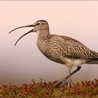 Großer Brachvogel aus Norwegen