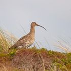 Großer Brachvogel