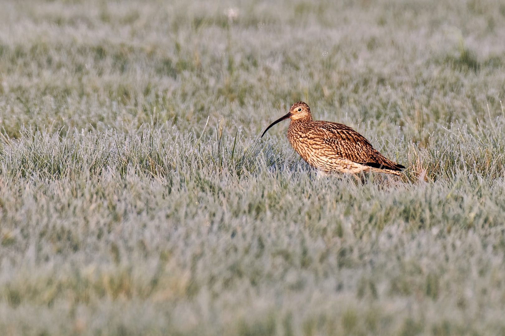 Großer Brachvogel