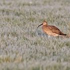 Großer Brachvogel