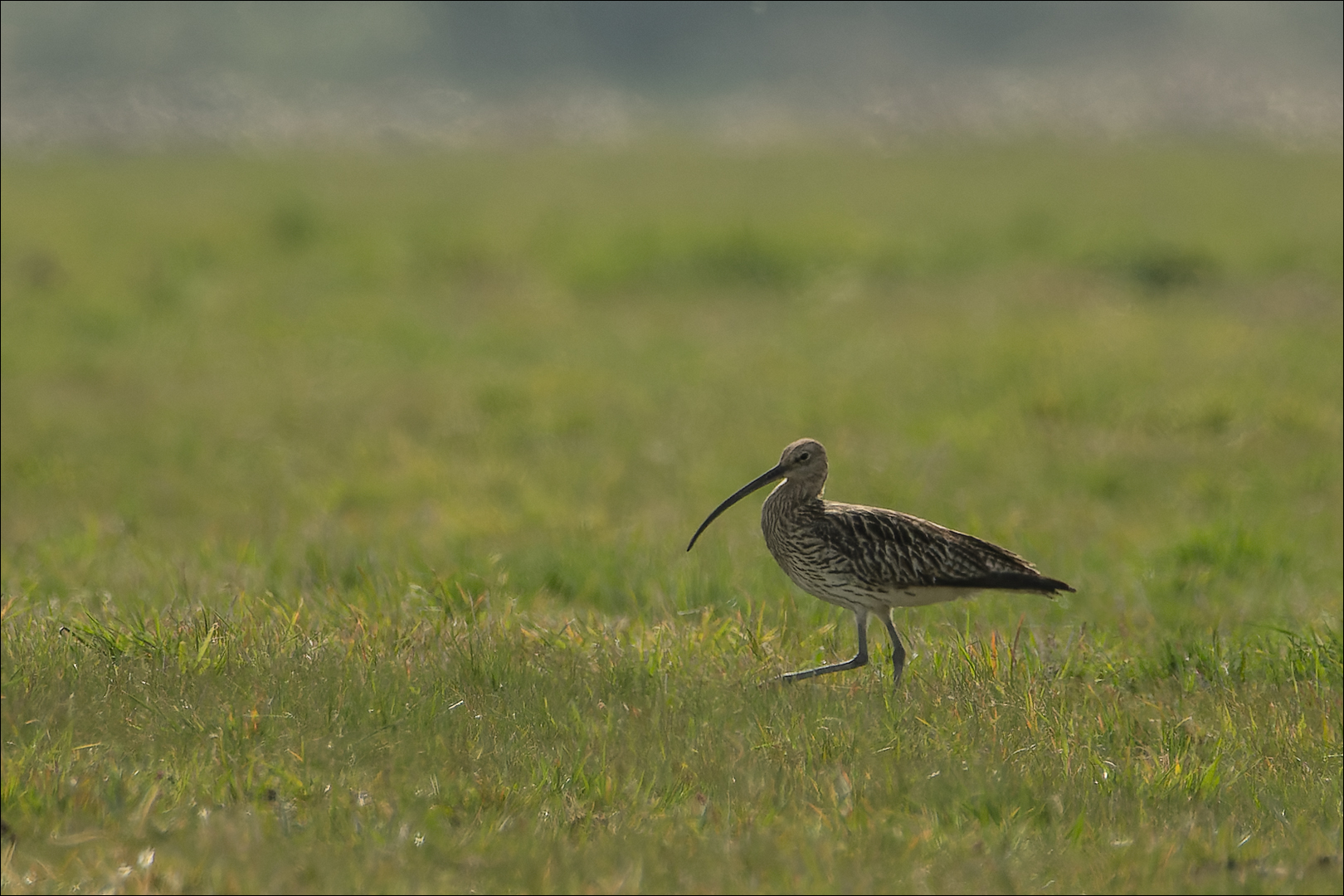 Grosser Brachvogel