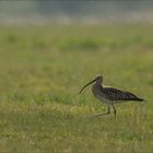 Grosser Brachvogel