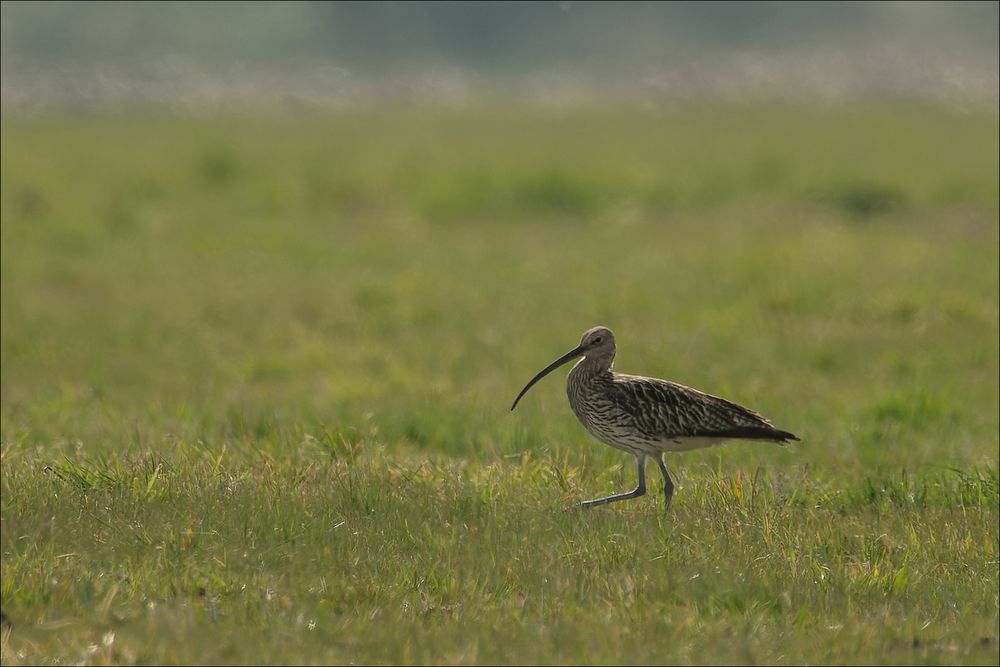 Grosser Brachvogel