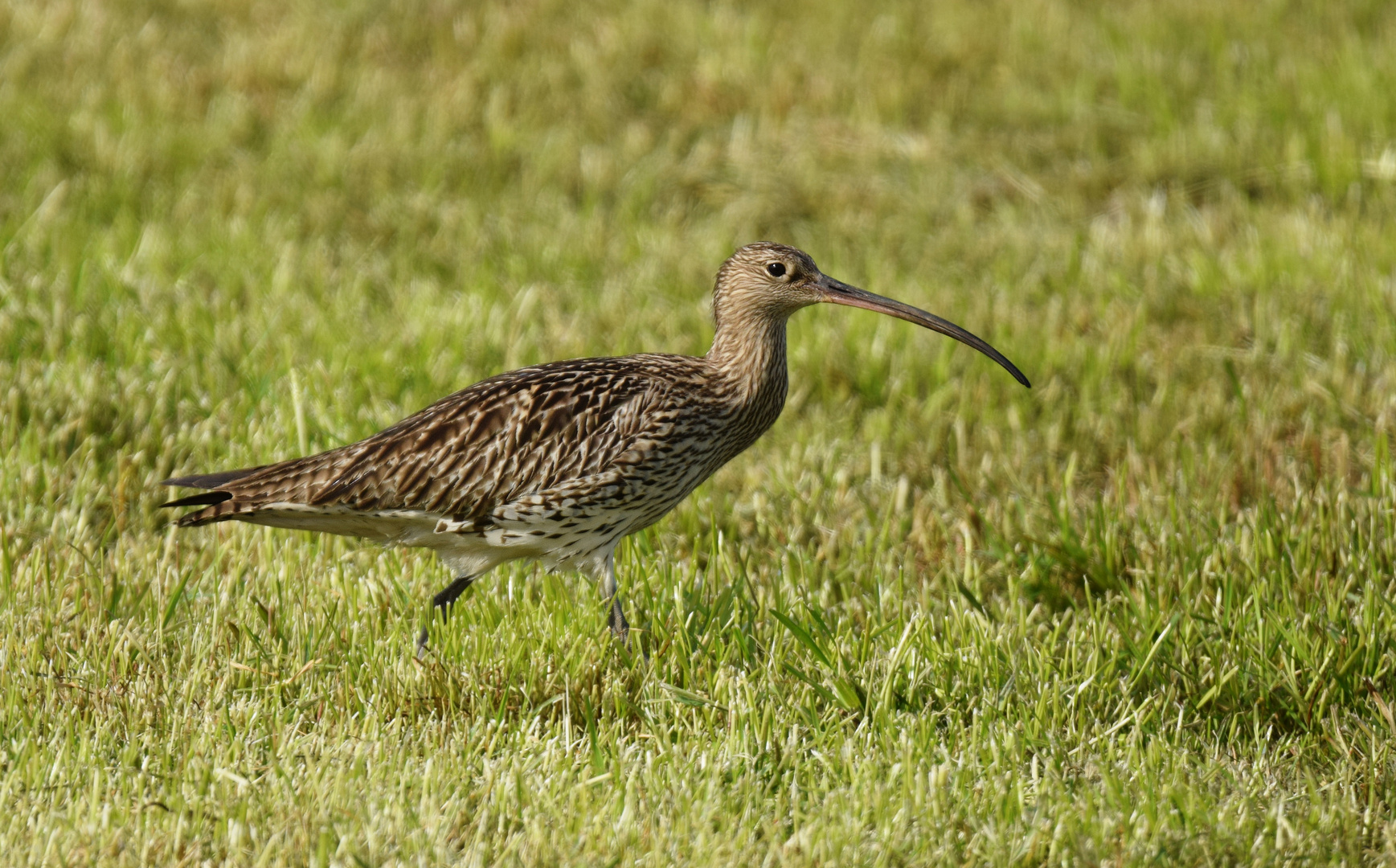 Großer Brachvogel