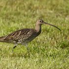 Großer Brachvogel