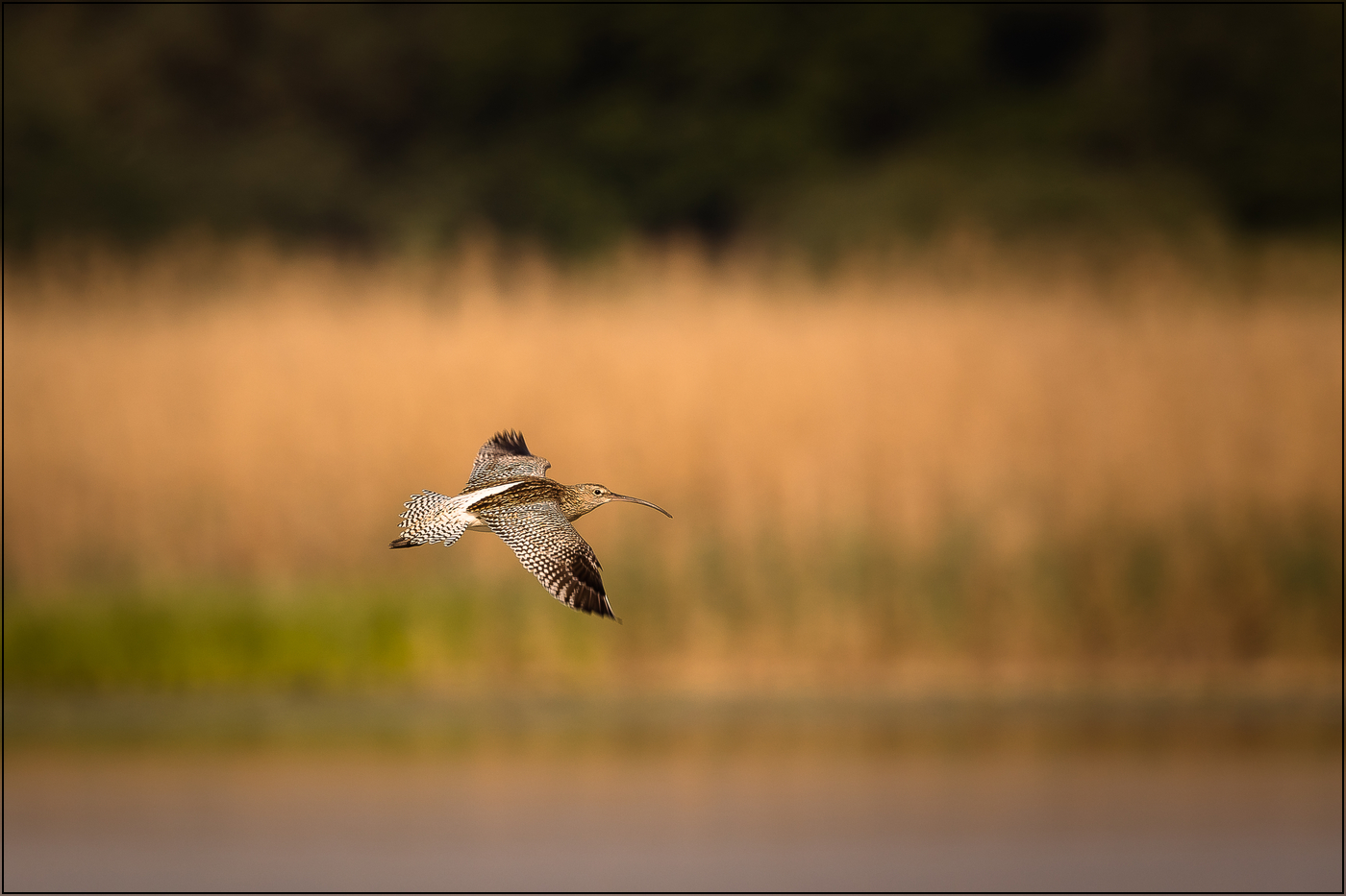 Großer Brachvogel