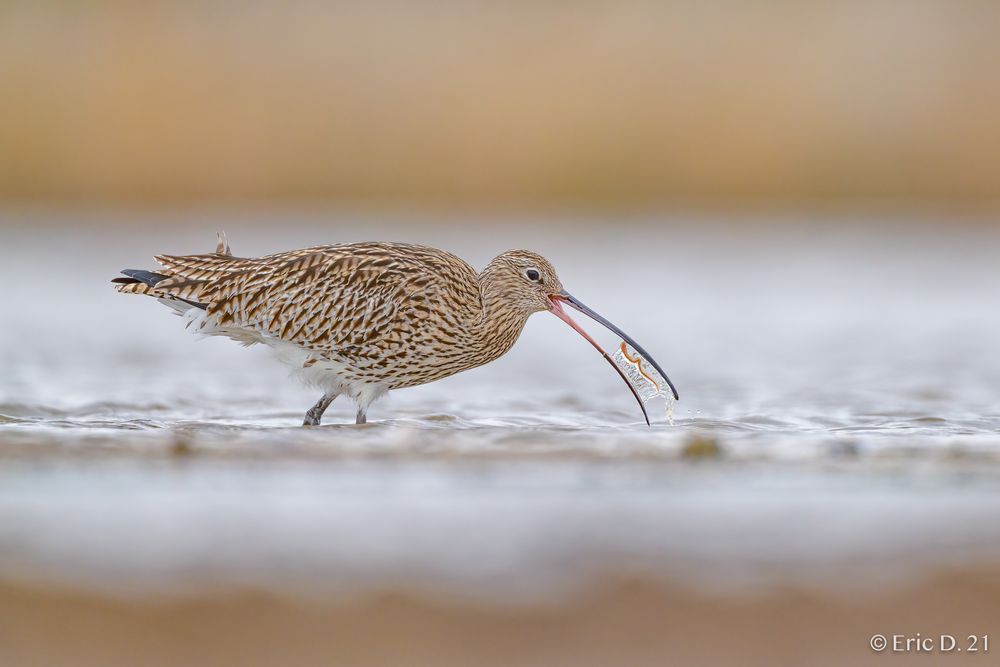 Grosser Brachvogel